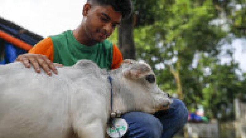 Cu doar 51 de centimetri înălţime şi 66 de centimetri lungime şi o greutate de 26 kilograme, Rani, o vacă din rasa Bhutti, extrem de apreciată pentru carnea sa în Bangladesh, a făcut senzaţie în iulie după ce fotografii cu ea au apărut în presă şi pe reţelele de socializare. Sursa foto: Profimedia Images | Poza 4 din 11