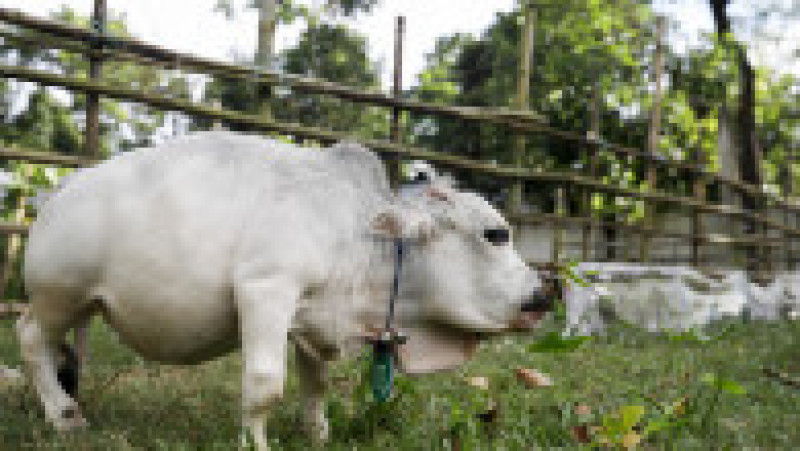 Cu doar 51 de centimetri înălţime şi 66 de centimetri lungime şi o greutate de 26 kilograme, Rani, o vacă din rasa Bhutti, extrem de apreciată pentru carnea sa în Bangladesh, a făcut senzaţie în iulie după ce fotografii cu ea au apărut în presă şi pe reţelele de socializare. Sursa foto: Profimedia Images | Poza 10 din 11