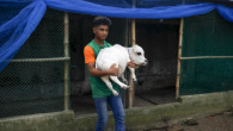 Cu doar 51 de centimetri înălţime şi 66 de centimetri lungime şi o greutate de 26 kilograme, Rani, o vacă din rasa Bhutti, extrem de apreciată pentru carnea sa în Bangladesh, a făcut senzaţie în iulie după ce fotografii cu ea au apărut în presă şi pe reţelele de socializare. Sursa foto: Profimedia Images | Poza 2 din 11