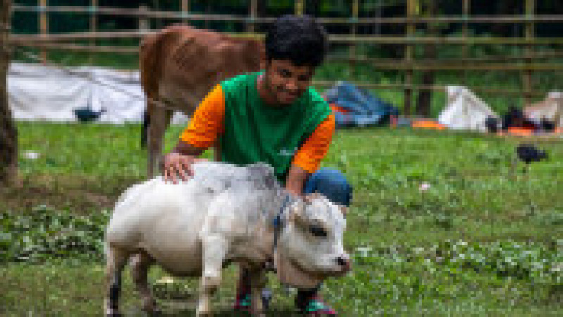 Cu doar 51 de centimetri înălţime şi 66 de centimetri lungime şi o greutate de 26 kilograme, Rani, o vacă din rasa Bhutti, extrem de apreciată pentru carnea sa în Bangladesh, a făcut senzaţie în iulie după ce fotografii cu ea au apărut în presă şi pe reţelele de socializare. Sursa foto: Profimedia Images | Poza 7 din 11