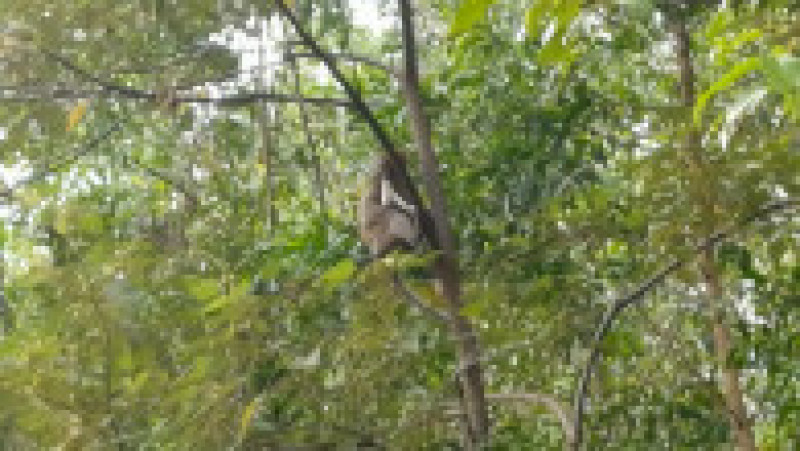 Cățel răpit și ținut ostatic de o maimuță FOTO: Profimedia Images | Poza 10 din 22