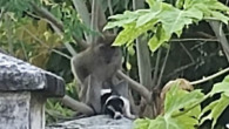 Cățel răpit și ținut ostatic de o maimuță FOTO: Profimedia Images | Poza 20 din 22