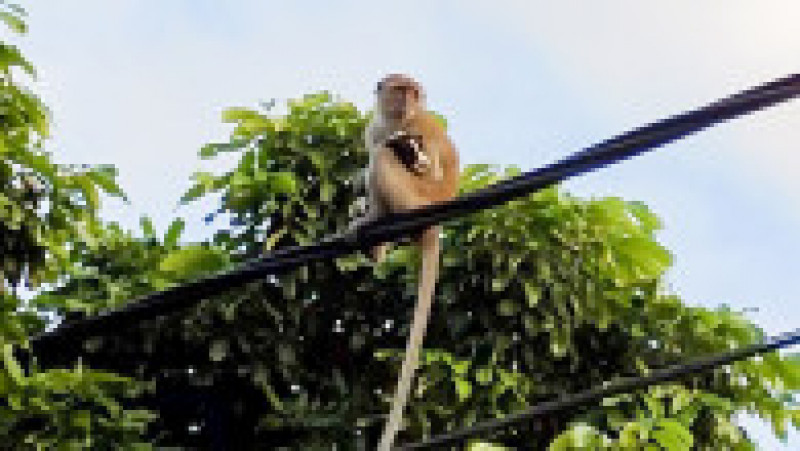 Cățel răpit și ținut ostatic de o maimuță FOTO: Profimedia Images | Poza 18 din 22