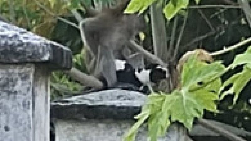 Cățel răpit și ținut ostatic de o maimuță FOTO: Profimedia Images | Poza 19 din 22