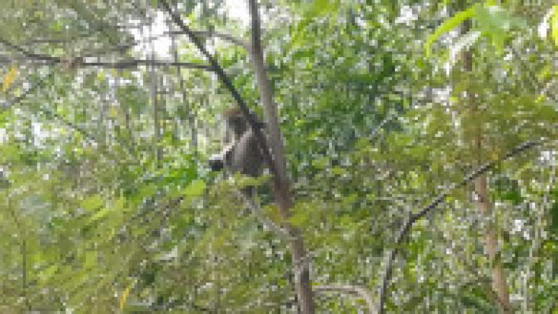 Cățel răpit și ținut ostatic de o maimuță FOTO: Profimedia Images | Poza 15 din 22