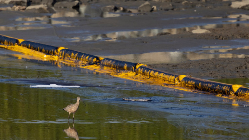Sute de pești și păsări moarte, pe plajă în California, după o scurgere de petrol de proporții istorice. FOTO: Profimedia Images
