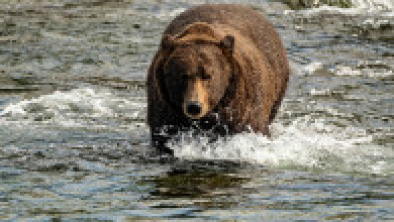 Ursul Chunk, introdus în concursul celor mai grași urși din Alaska. Sursa foto: Profimedia Images | Poza 8 din 9