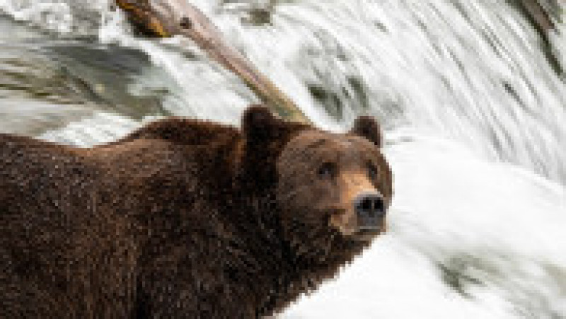 Ursul Walker, ocupantul locului 2 în concursul celor mai grași urși din Alaska. Imagine din 2019. Sursa foto: Profimedia Images | Poza 7 din 9