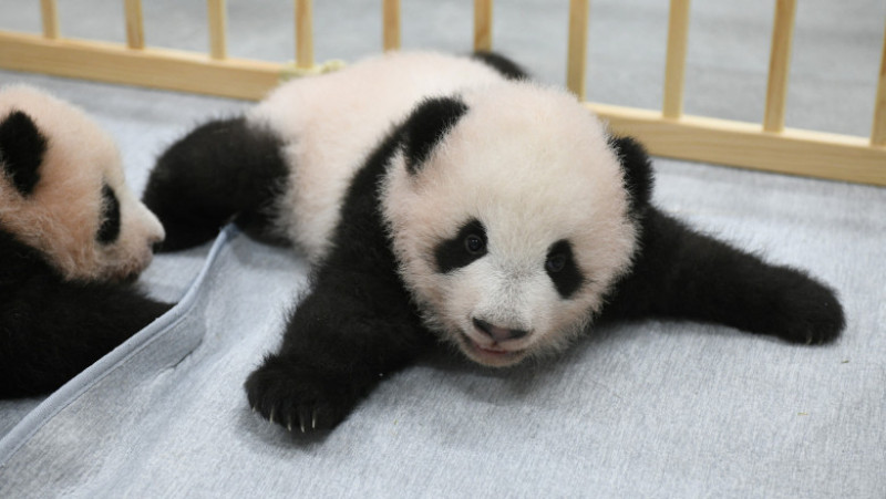 Puii gemeni de panda uriaş născuţi în vară la Tokyo au primit nume. Foto: Profimedia Images