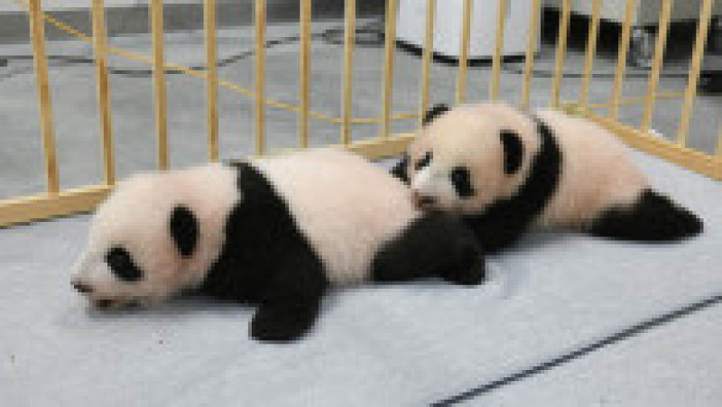 Puii gemeni de panda uriaş născuţi în vară la Tokyo. Foto: Profimedia Images | Poza 5 din 5