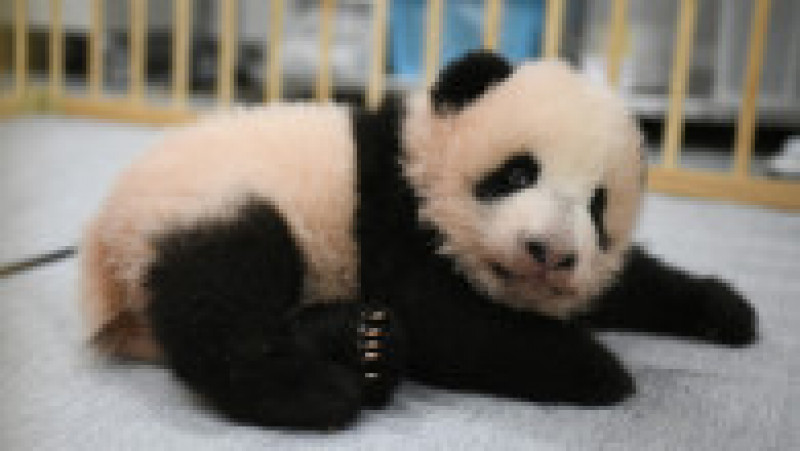 Puii gemeni de panda uriaş născuţi în vară la Tokyo. Foto: Profimedia Images | Poza 2 din 5