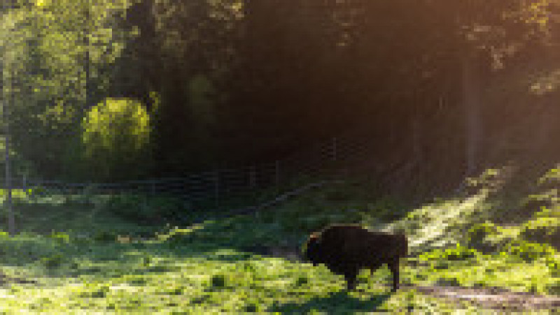 Parcul Național Białowieża, Polonia FOTO: Getty Images | Poza 18 din 20