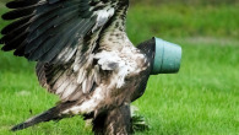 Un vultur și-a blocat capul într-un vas pentru flori FOTO: Profimedia Images | Poza 7 din 8