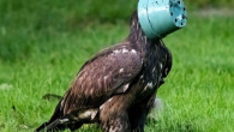 Un vultur și-a blocat capul într-un vas pentru flori FOTO: Profimedia Images | Poza 5 din 8