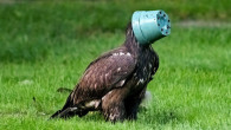 Un vultur și-a blocat capul într-un vas pentru flori FOTO: Profimedia Images | Poza 4 din 8