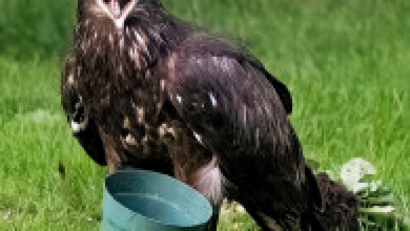 Un vultur și-a blocat capul într-un vas pentru flori FOTO: Profimedia Images | Poza 2 din 8