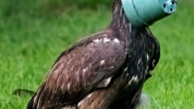 Un vultur și-a blocat capul într-un vas pentru flori FOTO: Profimedia Images | Poza 6 din 8