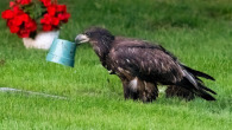 Un vultur și-a blocat capul într-un vas pentru flori FOTO: Profimedia Images | Poza 1 din 8