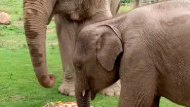 Un pui de elefant se tăvălește într-un tort uriaș pregătit pentru bunica lui FOTO: Profimedia Images | Poza 14 din 16