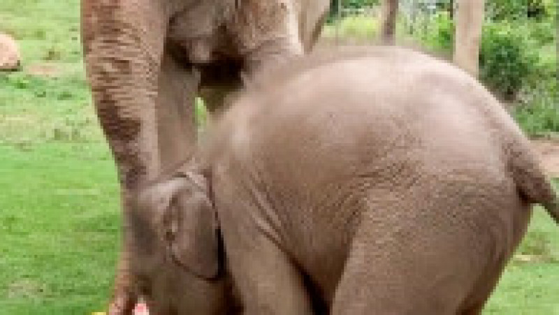 Un pui de elefant se tăvălește într-un tort uriaș pregătit pentru bunica lui FOTO: Profimedia Images | Poza 15 din 16