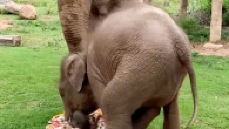 Un pui de elefant se tăvălește într-un tort uriaș pregătit pentru bunica lui FOTO: Profimedia Images | Poza 16 din 16