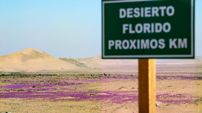 Deşertul Atacama a fost acoperit de un covor de flori. Foto: Profimedia