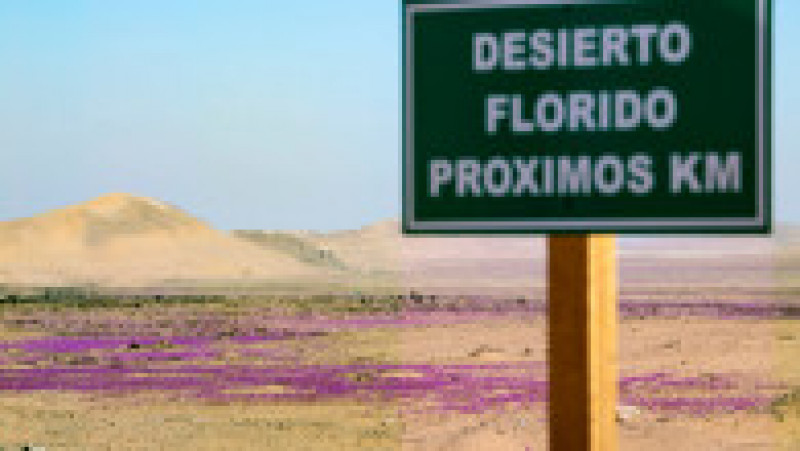 Deşertul Atacama a fost acoperit de un covor de flori. Foto: Profimedia | Poza 1 din 12