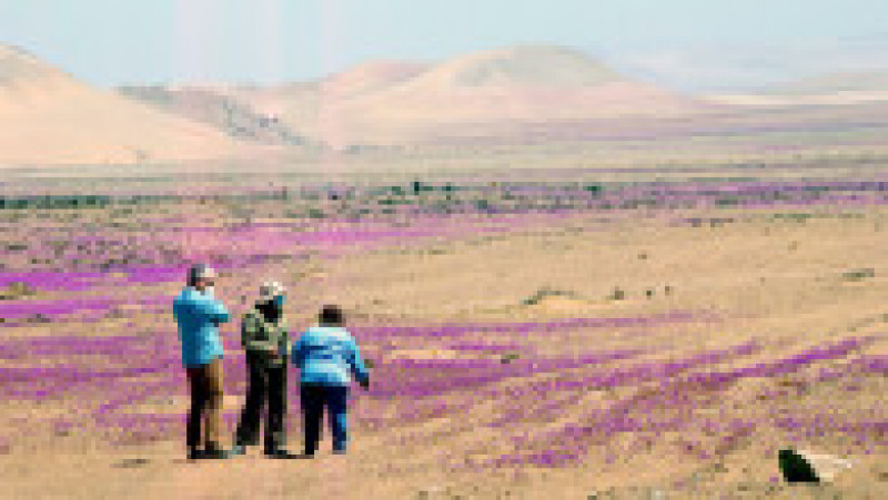Deşertul Atacama a fost acoperit de un covor de flori. Foto: Profimedia | Poza 2 din 12
