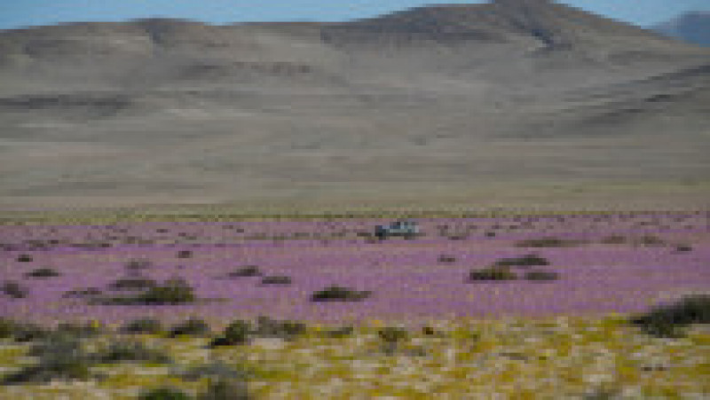 Deşertul Atacama a fost acoperit de un covor de flori. Foto: Profimedia | Poza 3 din 12