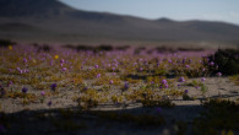 Deşertul Atacama a fost acoperit de un covor de flori. Foto: Profimedia | Poza 11 din 12