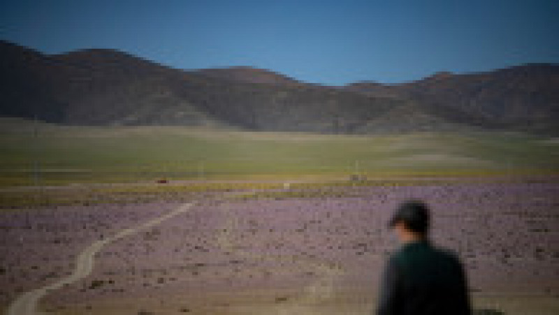 Deşertul Atacama a fost acoperit de un covor de flori. Foto: Profimedia | Poza 8 din 12