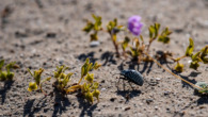 Deşertul Atacama a fost acoperit de un covor de flori. Foto: Profimedia | Poza 12 din 12