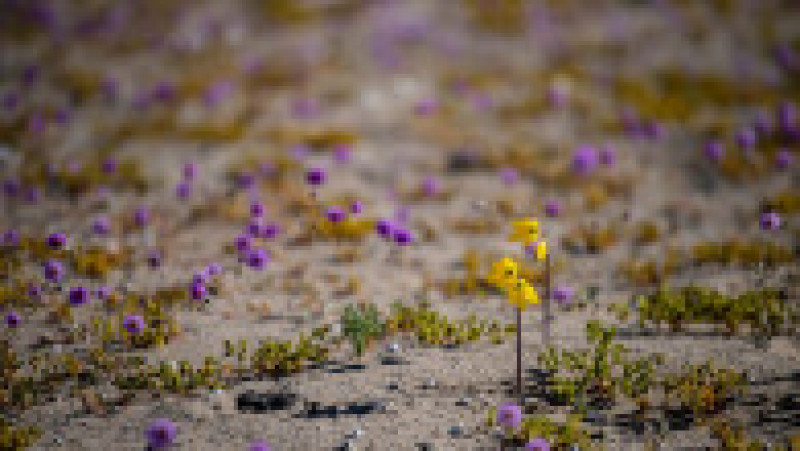 Deşertul Atacama a fost acoperit de un covor de flori. Foto: Profimedia | Poza 4 din 12