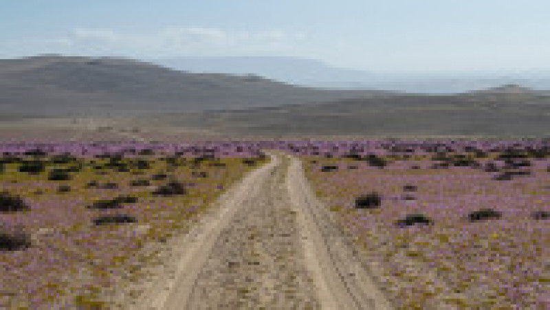 Deşertul Atacama a fost acoperit de un covor de flori. Foto: Profimedia | Poza 5 din 12