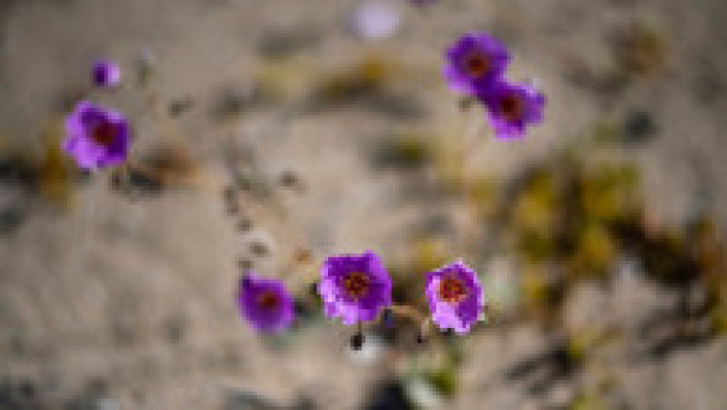 Deşertul Atacama a fost acoperit de un covor de flori. Foto: Profimedia | Poza 6 din 12