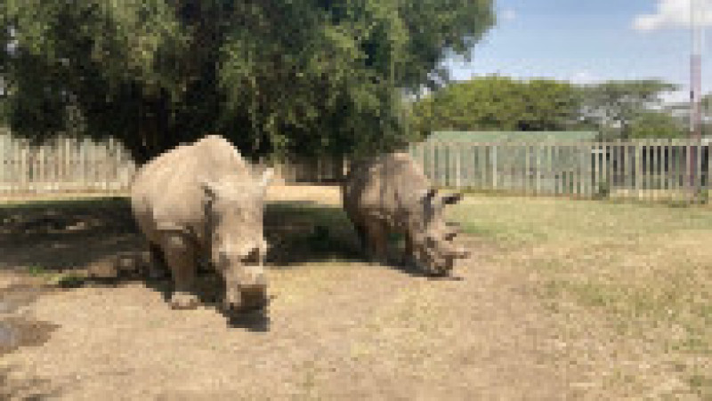 Ultimii doi rinoceri nordici albi, Najin și Fatu, în rezervația Ol Pejeta din Kenya. Sursa foto: Profimedia Images / Naveena Kottoor/dpa | Poza 18 din 19