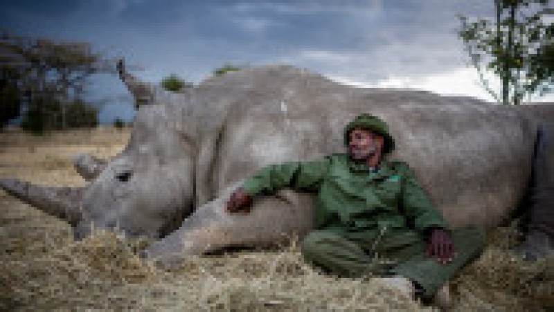 Zacharia Kipkirui, unul dintre îngrijitorii principali ai rezervației Ol Pejeta se relaxează alături de Najin. Sursa foto: Profimedia Images / Mediadrumimages/Justin Mott | Poza 5 din 19