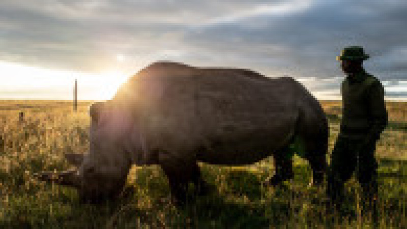 Najin în rezervația Ol Pejeta din Kenya. Sursa foto: Profimedia Images / Mediadrumimages/Justin Mott | Poza 17 din 19