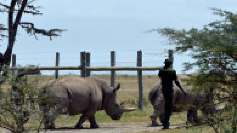 Ultimii doi rinoceri nordici albi, Najin și Fatu, în rezervația Ol Pejeta din Kenya. Sursa foto: Profimedia Images | Poza 13 din 19
