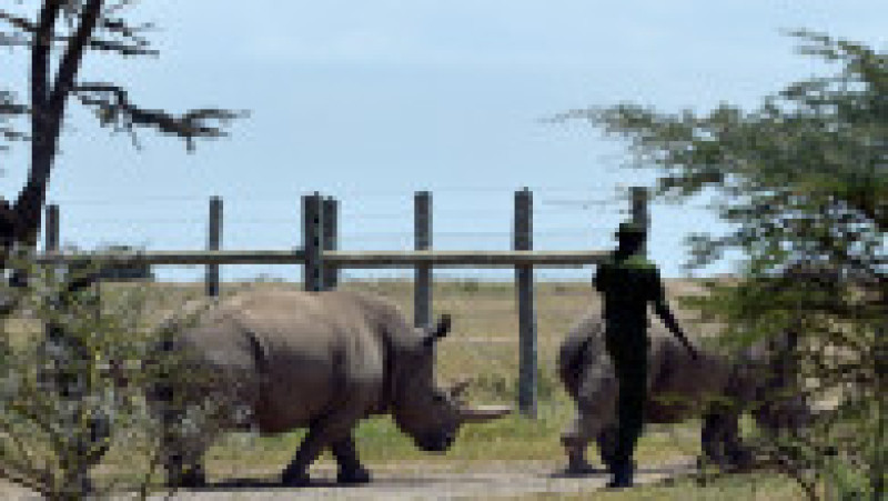 Ultimii doi rinoceri nordici albi, Najin și Fatu, în rezervația Ol Pejeta din Kenya. Sursa foto: Profimedia Images | Poza 13 din 19