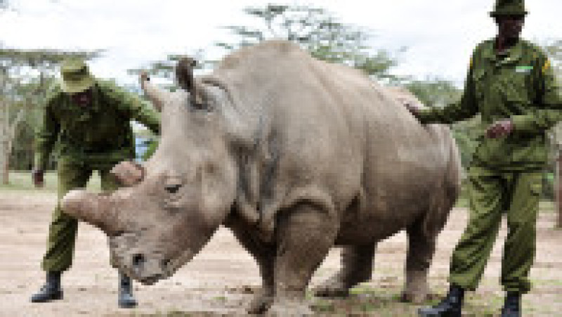 Najin alături de paznicii săi în rezervația Ol Pejeta din Kenya. Sursa foto: Profimedia Images | Poza 15 din 19