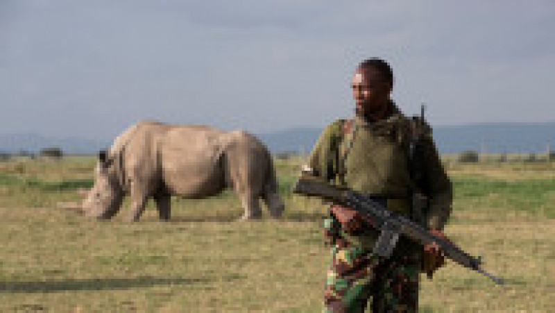 Polițiști înarmați păzesc ultimii doi rinoceri nordici albi, Najin și Fatu, în rezervația Ol Pejeta din Kenya. Sursa foto: Profimedia Images | Poza 19 din 19