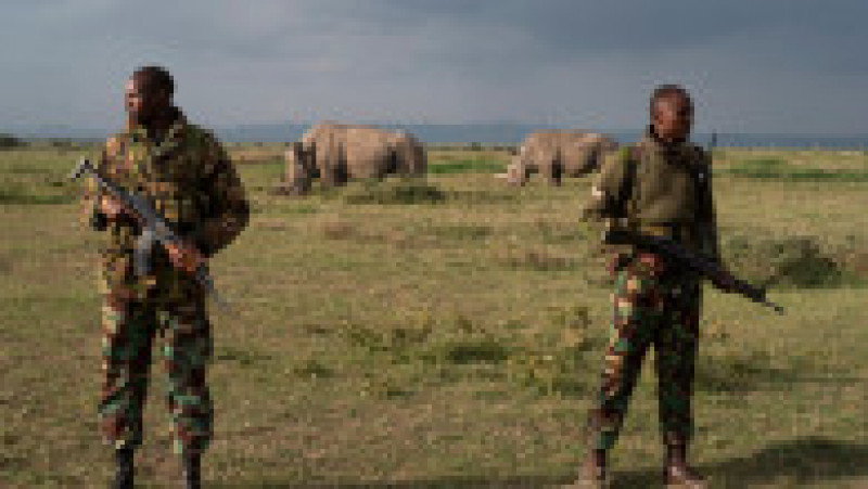 Polițiști înarmați păzesc ultimii doi rinoceri nordici albi, Najin și Fatu, în rezervația Ol Pejeta din Kenya. Sursa foto: Profimedia Images | Poza 1 din 19