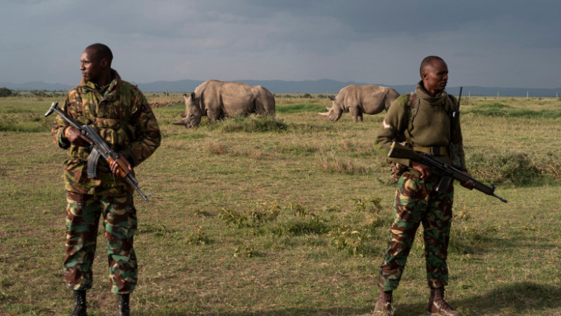Polițiști înarmați păzesc ultimii doi rinoceri nordici albi, Najin și Fatu, în rezervația Ol Pejeta din Kenya. Sursa foto: Profimedia Images
