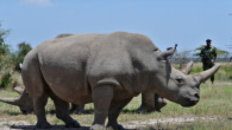 Ultimii doi rinoceri nordici albi, Najin și Fatu, în rezervația Ol Pejeta din Kenya. Sursa foto: Profimedia Images | Poza 9 din 19