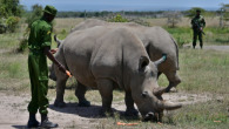 Ultimii doi rinoceri nordici albi, Najin și Fatu, în rezervația Ol Pejeta din Kenya. Sursa foto: Profimedia Images | Poza 10 din 19