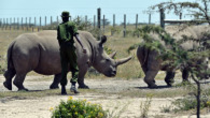 Ultimii doi rinoceri nordici albi, Najin și Fatu, în rezervația Ol Pejeta din Kenya. Sursa foto: Profimedia Images | Poza 12 din 19