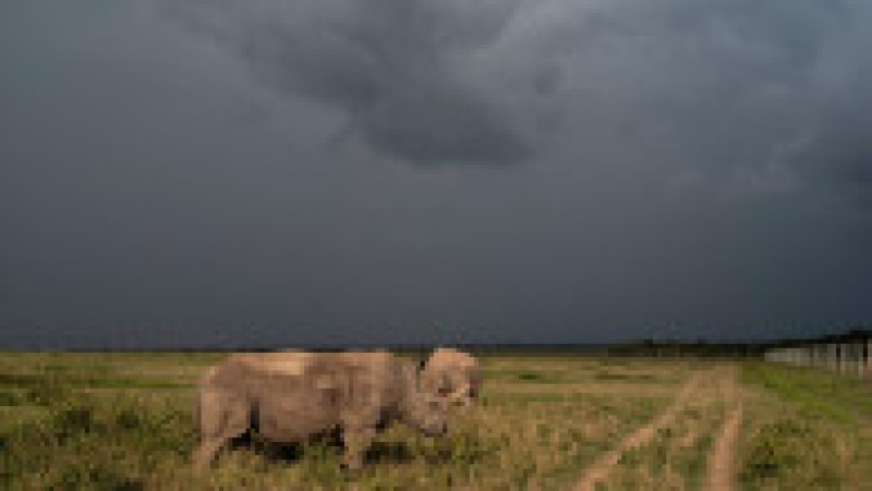 Ultimii doi rinoceri nordici albi, Najin și Fatu, în rezervația Ol Pejeta din Kenya. Sursa foto: Profimedia Images | Poza 6 din 19