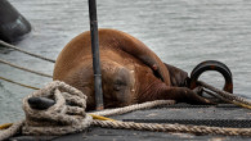 Sursa foto: Onderzeedienst Koninklijke Marine / Twitter | Poza 2 din 6