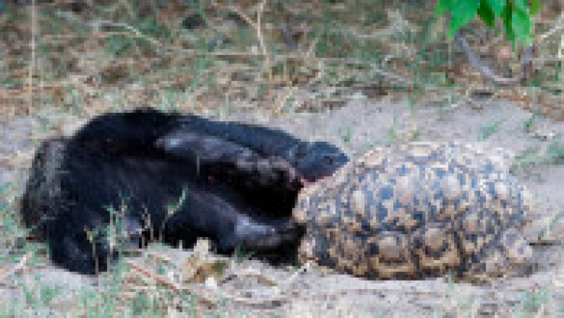 Ghearele și dinții ascuțiți îi permit să spargă carapacea broaștelor țestoase Foto: Profimedia Images | Poza 8 din 13
